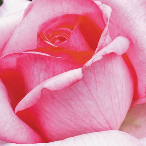 Comanda trandafiri online - Roz - trandafir teahibrid - trandafir cu parfum intens - 0 - Cants of Colchester - ,-